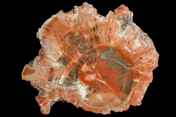 Polished Petrified Wood (Araucaria) Round - Arizona #141394